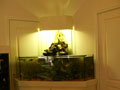 Aquaterrarium Amazonien avec cascade 380L Cannes La Bocca; cliquez pour agrandir l'image...